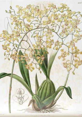 Reproducción/Reproduction 49822120991: Edwards's botanical register.. London :James Ridgway,1829-1847.. 