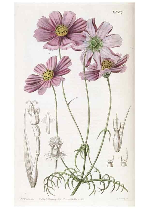 Reproducción/Reproduction 49822121441: Edwards's botanical register.. London :James Ridgway,1829-1847.. 