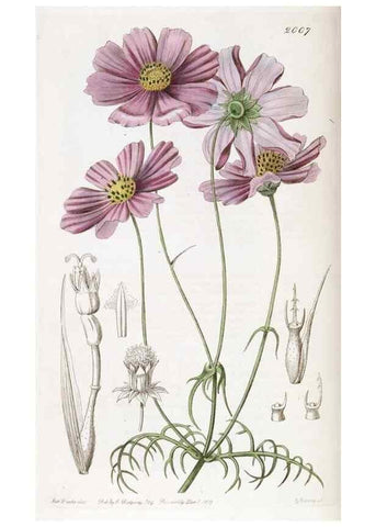 Reproducción/Reproduction 49822121441: Edwards's botanical register.. London :James Ridgway,1829-1847.. 