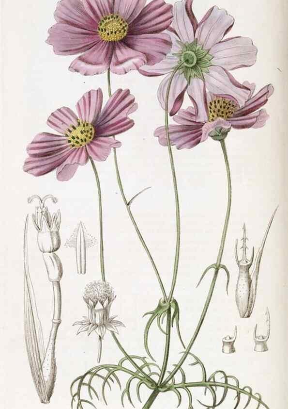 Reproducción/Reproduction 49822121441: Edwards's botanical register.. London :James Ridgway,1829-1847.. 