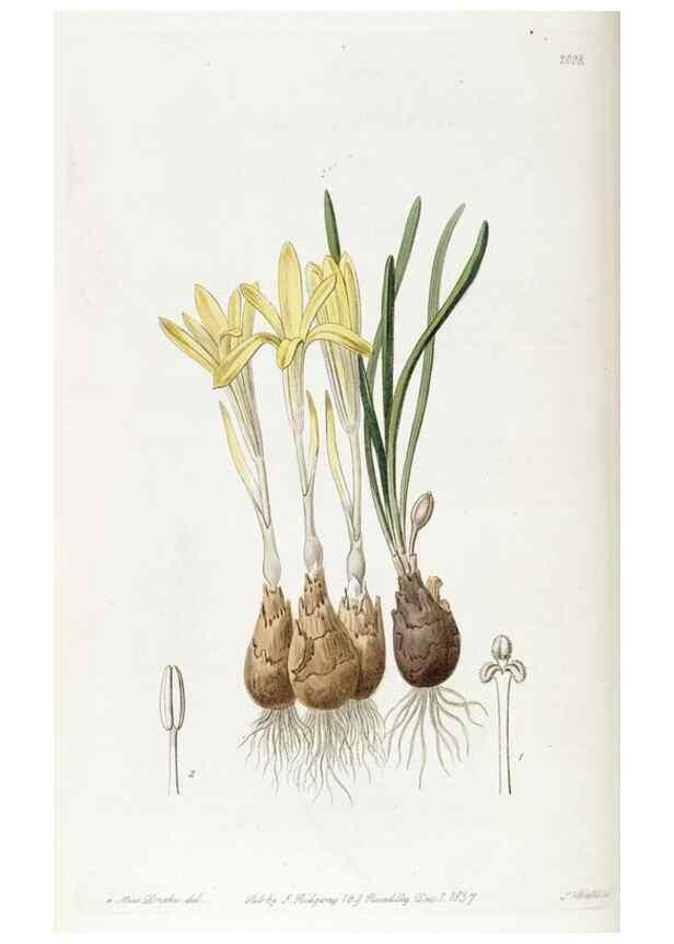 Reproducción/Reproduction 49821583773: Edwards's botanical register.. London :James Ridgway,1829-1847.. 