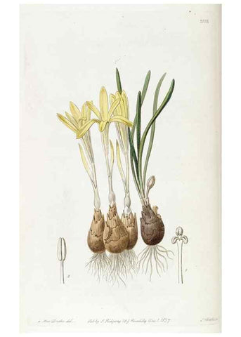 Reproducción/Reproduction 49821583773: Edwards's botanical register.. London :James Ridgway,1829-1847.. 