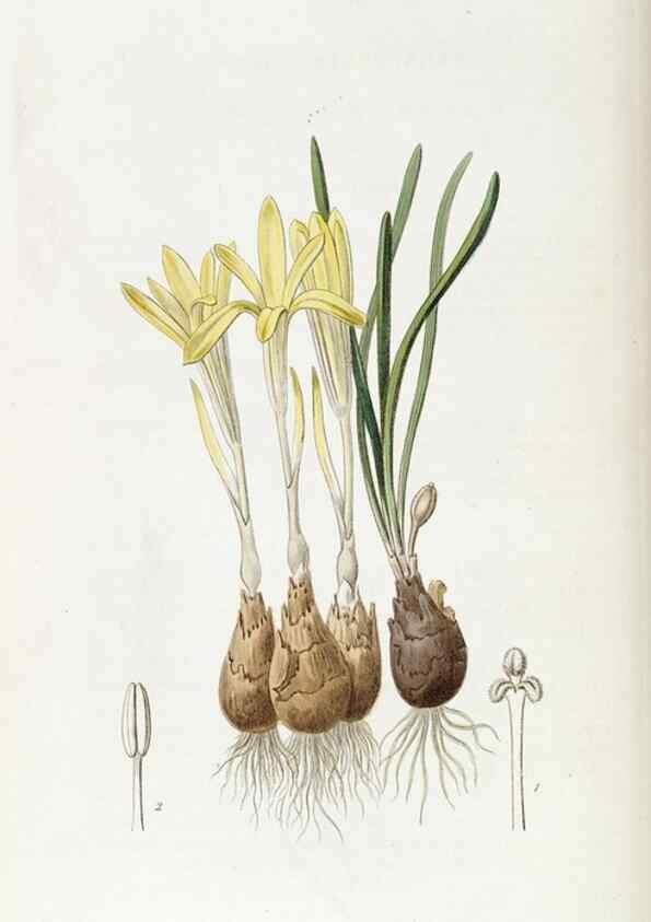 Reproducción/Reproduction 49821583773: Edwards's botanical register.. London :James Ridgway,1829-1847.. 