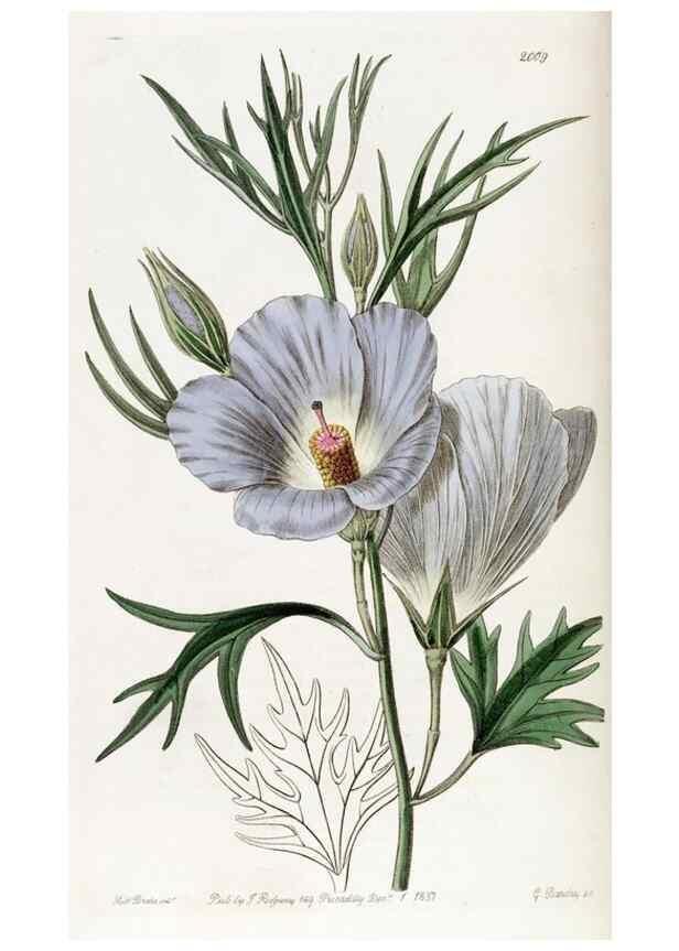 Reproducción/Reproduction 49821584273: Edwards's botanical register.. London :James Ridgway,1829-1847.. 
