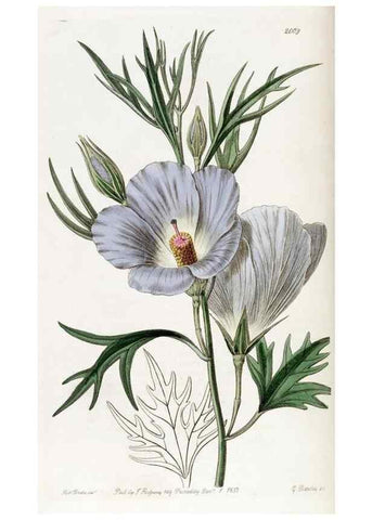 Reproducción/Reproduction 49821584273: Edwards's botanical register.. London :James Ridgway,1829-1847.. 