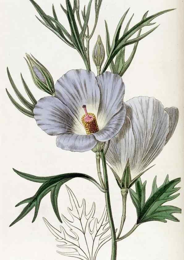Reproducción/Reproduction 49821584273: Edwards's botanical register.. London :James Ridgway,1829-1847.. 
