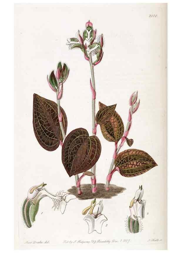 Reproducción/Reproduction 49822435782: Edwards's botanical register.. London :James Ridgway,1829-1847.. 