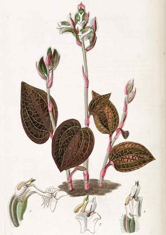 Reproducción/Reproduction 49822435782: Edwards's botanical register.. London :James Ridgway,1829-1847.. 