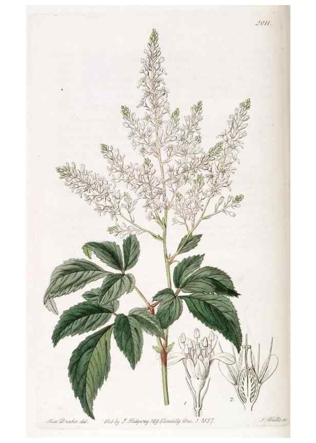 Reproducción/Reproduction 49822436262: Edwards's botanical register.. London :James Ridgway,1829-1847.. 