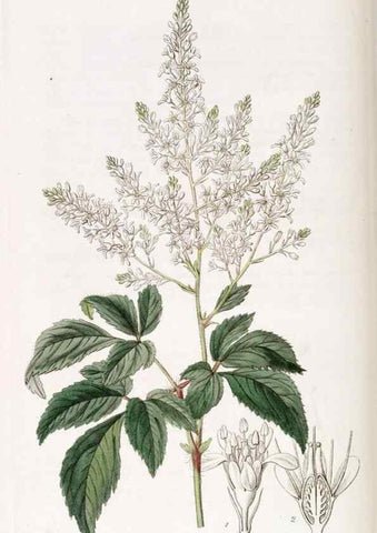 Reproducción/Reproduction 49822436262: Edwards's botanical register.. London :James Ridgway,1829-1847.. 