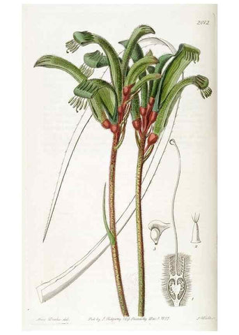 Reproducción/Reproduction 49822123686: Edwards's botanical register.. London :James Ridgway,1829-1847.. 