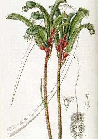 Reproducción/Reproduction 49822123686: Edwards's botanical register.. London :James Ridgway,1829-1847.. 