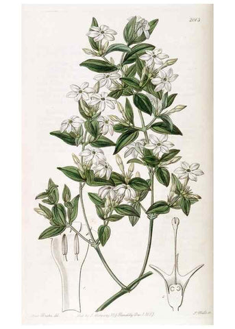 Reproducción/Reproduction 49822124191: Edwards's botanical register.. London :James Ridgway,1829-1847.. 