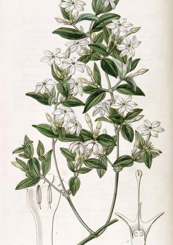 Reproducción/Reproduction 49822124191: Edwards's botanical register.. London :James Ridgway,1829-1847.. 