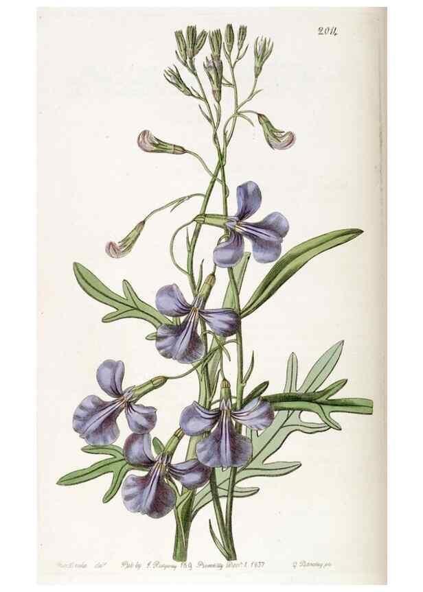 Reproducción/Reproduction 49822437367: Edwards's botanical register.. London :James Ridgway,1829-1847.. 
