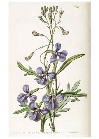 Reproducción/Reproduction 49822437367: Edwards's botanical register.. London :James Ridgway,1829-1847.. 