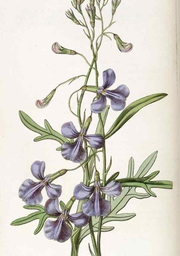 Reproducción/Reproduction 49822437367: Edwards's botanical register.. London :James Ridgway,1829-1847.. 