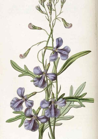 Reproducción/Reproduction 49822437367: Edwards's botanical register.. London :James Ridgway,1829-1847.. 