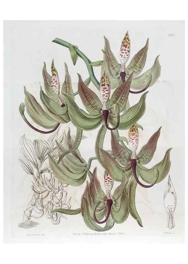 Reproducción/Reproduction 49821941348: Edwards's botanical register.. London :James Ridgway,1829-1847.. 