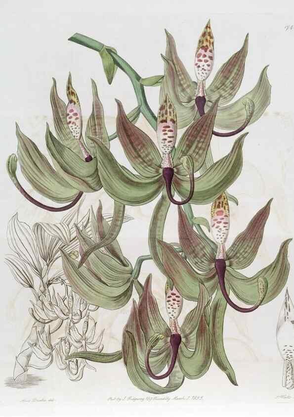 Reproducción/Reproduction 49821941348: Edwards's botanical register.. London :James Ridgway,1829-1847.. 