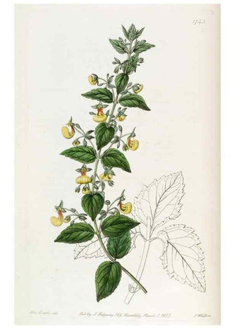 Reproducción/Reproduction 49822480626: Edwards's botanical register.. London :James Ridgway,1829-1847.. 
