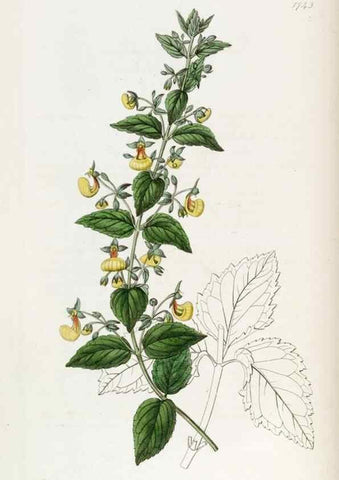 Reproducción/Reproduction 49822480626: Edwards's botanical register.. London :James Ridgway,1829-1847.. 