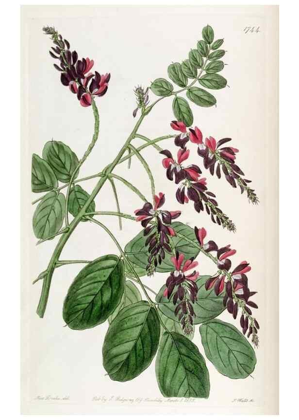 Reproducción/Reproduction 49822793982: Edwards's botanical register.. London :James Ridgway,1829-1847.. 