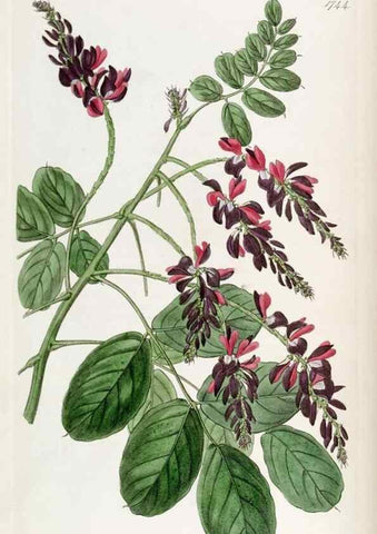 Reproducción/Reproduction 49822793982: Edwards's botanical register.. London :James Ridgway,1829-1847.. 
