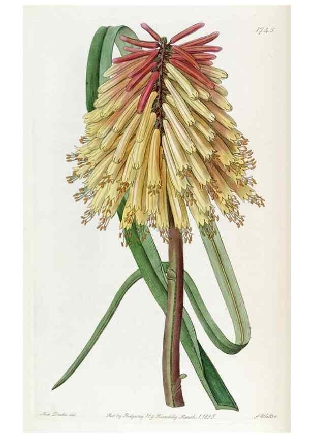 Reproducción/Reproduction 49822794407: Edwards's botanical register.. London :James Ridgway,1829-1847.. 