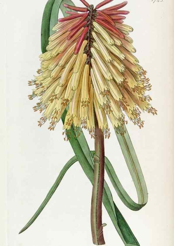 Reproducción/Reproduction 49822794407: Edwards's botanical register.. London :James Ridgway,1829-1847.. 