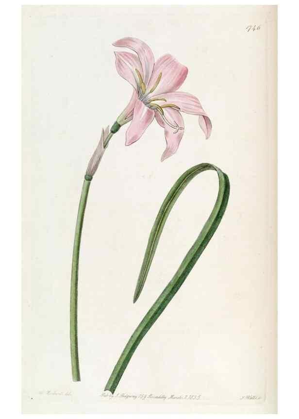 Reproducción/Reproduction 49822794767: Edwards's botanical register.. London :James Ridgway,1829-1847.. 