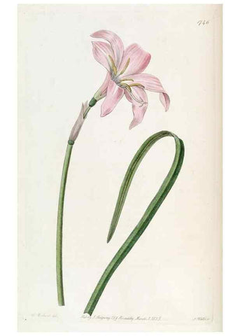 Reproducción/Reproduction 49822794767: Edwards's botanical register.. London :James Ridgway,1829-1847.. 