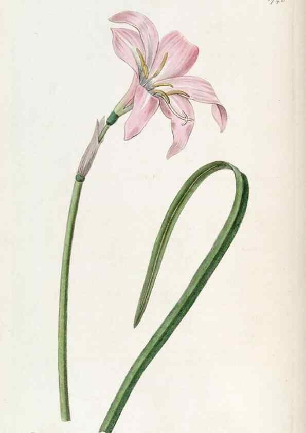 Reproducción/Reproduction 49822794767: Edwards's botanical register.. London :James Ridgway,1829-1847.. 