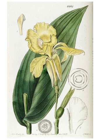 Reproducción/Reproduction 49821582028: Edwards's botanical register.. London :James Ridgway,1829-1847.. 