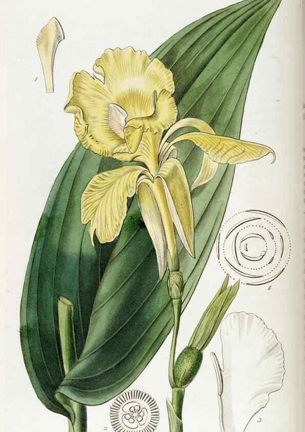 Reproducción/Reproduction 49821582028: Edwards's botanical register.. London :James Ridgway,1829-1847.. 