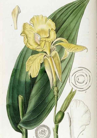 Reproducción/Reproduction 49821582028: Edwards's botanical register.. London :James Ridgway,1829-1847.. 