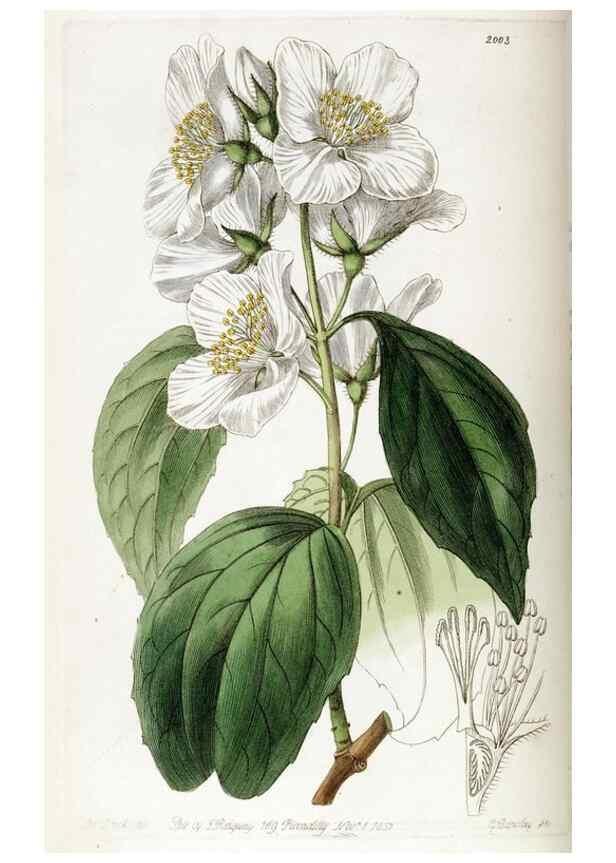 Reproducción/Reproduction 49821581508: Edwards's botanical register.. London :James Ridgway,1829-1847.. 