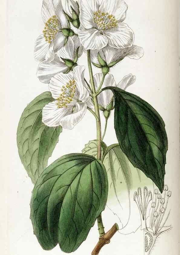 Reproducción/Reproduction 49821581508: Edwards's botanical register.. London :James Ridgway,1829-1847.. 