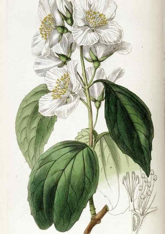 Reproducción/Reproduction 49821581508: Edwards's botanical register.. London :James Ridgway,1829-1847.. 