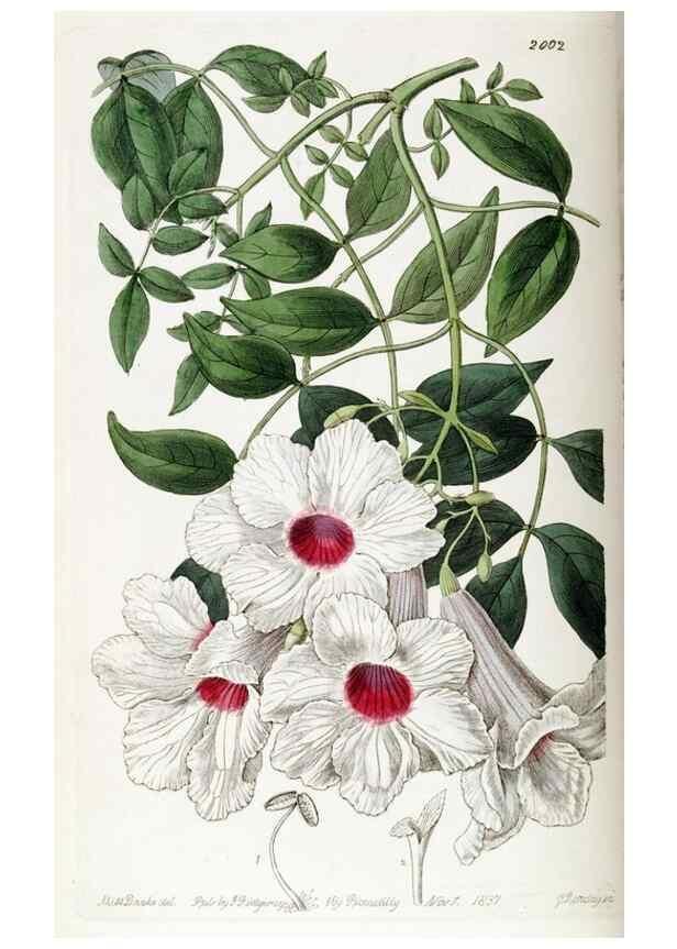 Reproducción/Reproduction 49822118891: Edwards's botanical register.. London :James Ridgway,1829-1847.. 