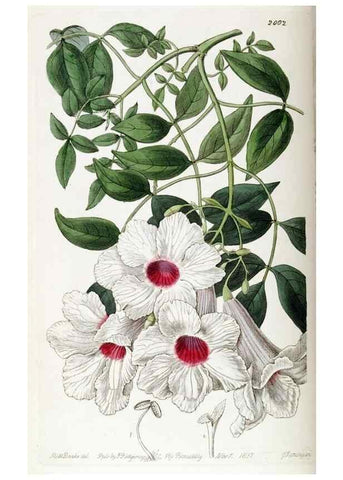Reproducción/Reproduction 49822118891: Edwards's botanical register.. London :James Ridgway,1829-1847.. 