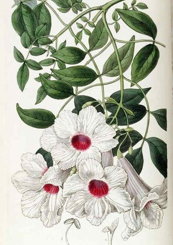 Reproducción/Reproduction 49822118891: Edwards's botanical register.. London :James Ridgway,1829-1847.. 