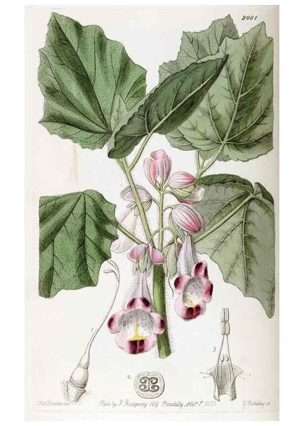 Reproducción/Reproduction 49821580528: Edwards's botanical register.. London :James Ridgway,1829-1847.. 