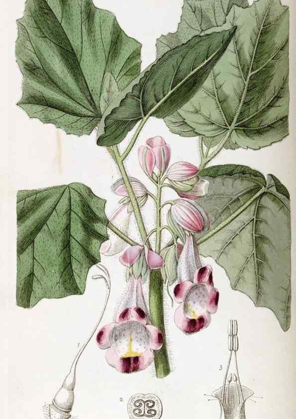 Reproducción/Reproduction 49821580528: Edwards's botanical register.. London :James Ridgway,1829-1847.. 