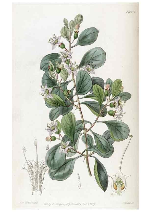 Reproducción/Reproduction 49821573473: Edwards's botanical register.. London :James Ridgway,1829-1847.. 