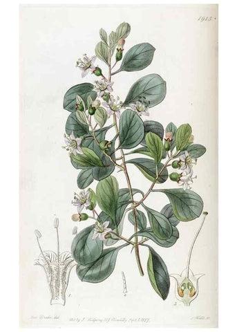 Reproducción/Reproduction 49821573473: Edwards's botanical register.. London :James Ridgway,1829-1847.. 