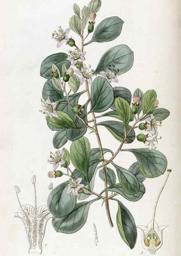 Reproducción/Reproduction 49821573473: Edwards's botanical register.. London :James Ridgway,1829-1847.. 