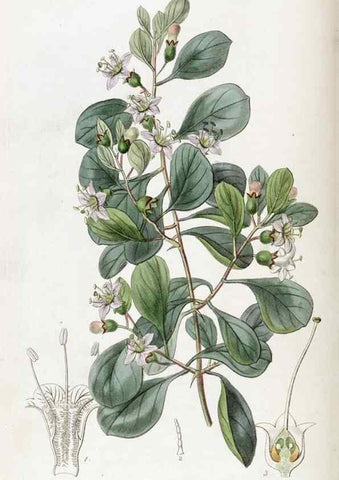 Reproducción/Reproduction 49821573473: Edwards's botanical register.. London :James Ridgway,1829-1847.. 