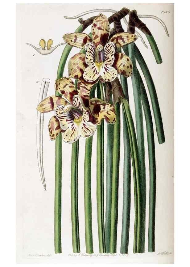 Reproducción/Reproduction 49821573858: Edwards's botanical register.. London :James Ridgway,1829-1847.. 