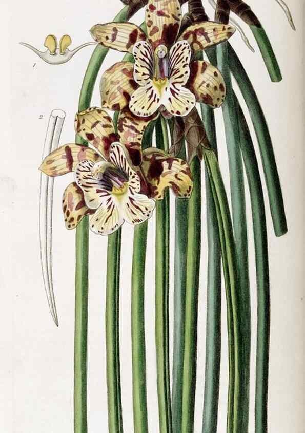 Reproducción/Reproduction 49821573858: Edwards's botanical register.. London :James Ridgway,1829-1847.. 